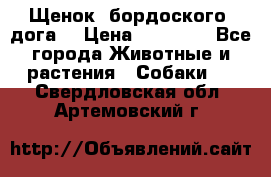 Щенок  бордоского  дога. › Цена ­ 60 000 - Все города Животные и растения » Собаки   . Свердловская обл.,Артемовский г.